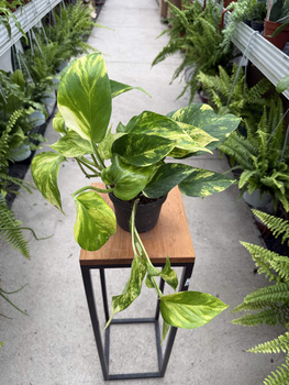 EPIPREMNUM HICOLOR P12