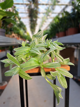 TRZYKROTKA VARIEGATA P9