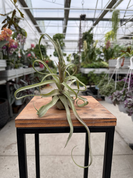 TILLANDSIA STREPTOPHYLLA P8