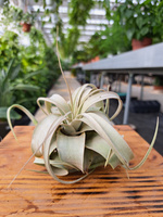 TILLANDSIA XEROGRAPHICA P8