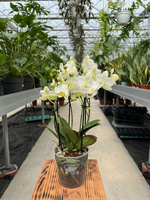 PHALENOPSIS MULTIFLORATYPES BOUETTO BEAUTY P12