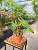 PHILODENDRON BILLIETIAE P12