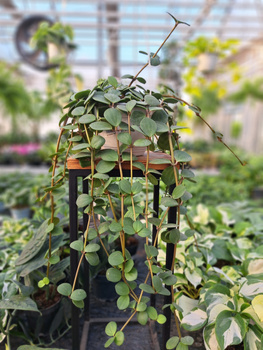 PEPEROMIA HOPE P14