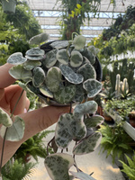 CEROPEGIA WOODI VARIEGATA P6