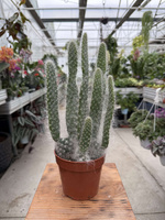 OPUNTIA BLUE ALE P12