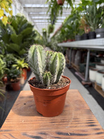 POLASKIA CHICHIPE P10