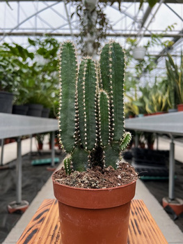 CEREUS PER. FLORIDA P12