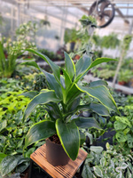 DRACENA DORADO P17