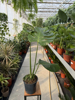 MONSTERA DELICIOSA BIG FORM P19
