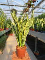 SANSEVIERIA LAURENTII P14