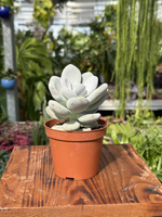 PACHYPHYTUM OVIFERUM P8