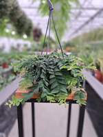 MARCGRAVIA UMBELATA P10