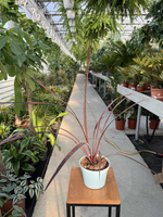CORDYLINA FESTIVAL BURGUNDY P13