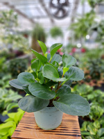 PEPEROMIA GREEN GOLD P13