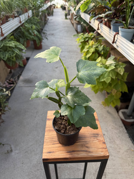 CISSUS QUADRANGULARIS P10