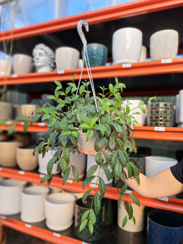 ESZYNANTUS MARMURKOWY KOSZ