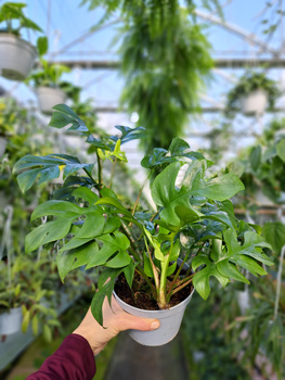 MONSTERA MINIMA P13