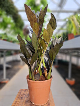 ZAMIOCULCAS RAVEN P14
