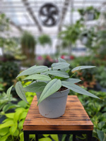 SCINDAPSUS CEBU BLUE P12