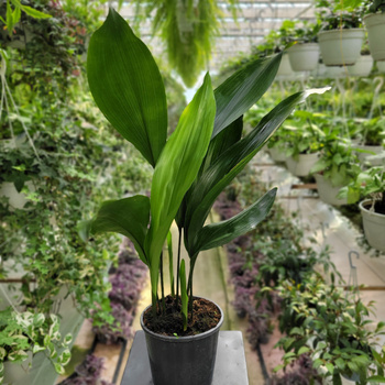 ASPIDISTRA