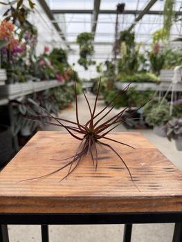 TILLANDSIA MELANOCRATER P10
