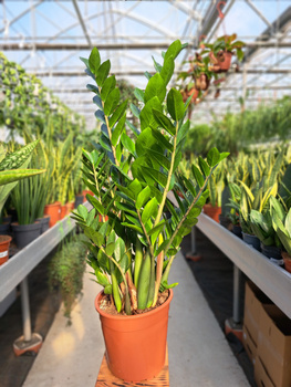 ZAMIOCULCAS ZAMIFOLIA P24