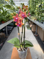 PHALENOPSIS MULTIFLORA ORANGE FRAGRANCE P12