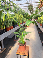 STRELITZIA NICOLAI P15