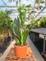 SANSEVIERIA BLACK DIAMOND P12