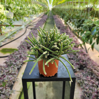RHIPSALIS HORRIDA P12