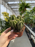 CEREUS 0154MAR P10