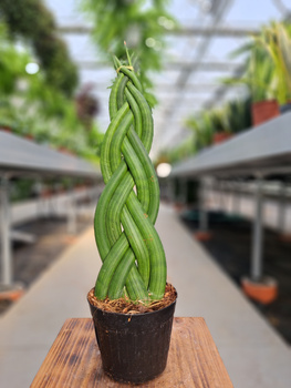 SANSEVIERIA CYLINDRICA TWIST P10