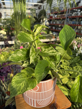 EPIPREMNUM MARBLE QUEEN P12