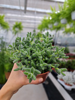 DELOSPERMA - KOCI JĘZYCZEK P12