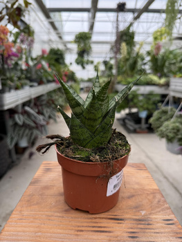SANSEVIERIA EHRENDEL P10,5