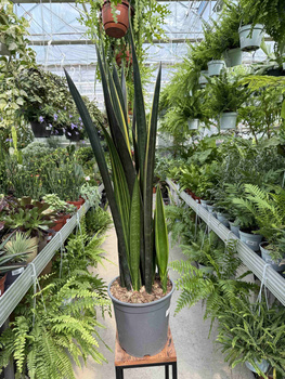 SANSEVIERIA BLACK GOLDEN P24