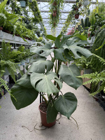 MONSTERA DELICIOSA P19