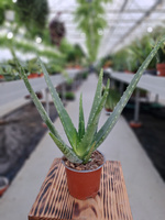 ALOE VERA P10 