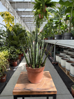 SANSEVIERIA FERNWOOD MIKADO P12