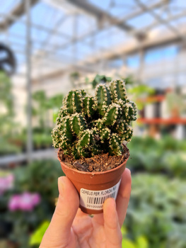 CEREUS PERUVIANUS FLORIDA P5,5