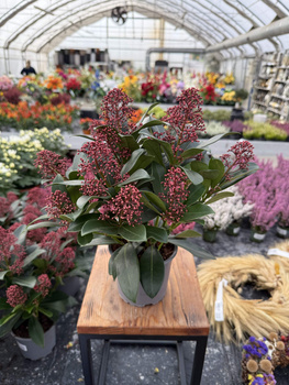 SKIMMIA RUBELLA P12