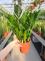 ZAMIOCULCAS ZAMIFOLIA P17