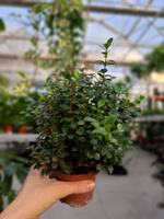 MYRSINE AFRICANA - MIRT P12