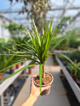 DRACENA MARGINATA P12