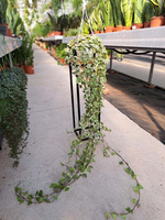 BLUSZCZ HEDERA HELIX WONDER P17