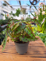 BEGONIA AMPHIOXUS P6
