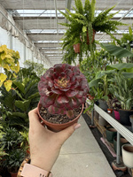 AEONIUM SUNRISE P10