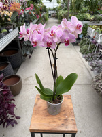 PHALENOPSIS LIMITED 02 P9