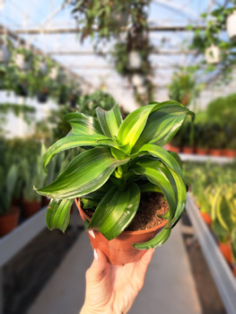 DRACENA BLACK KANZI P12
