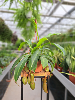 NEPENTHES MONKEY JARS - DZBANECZNIK P14